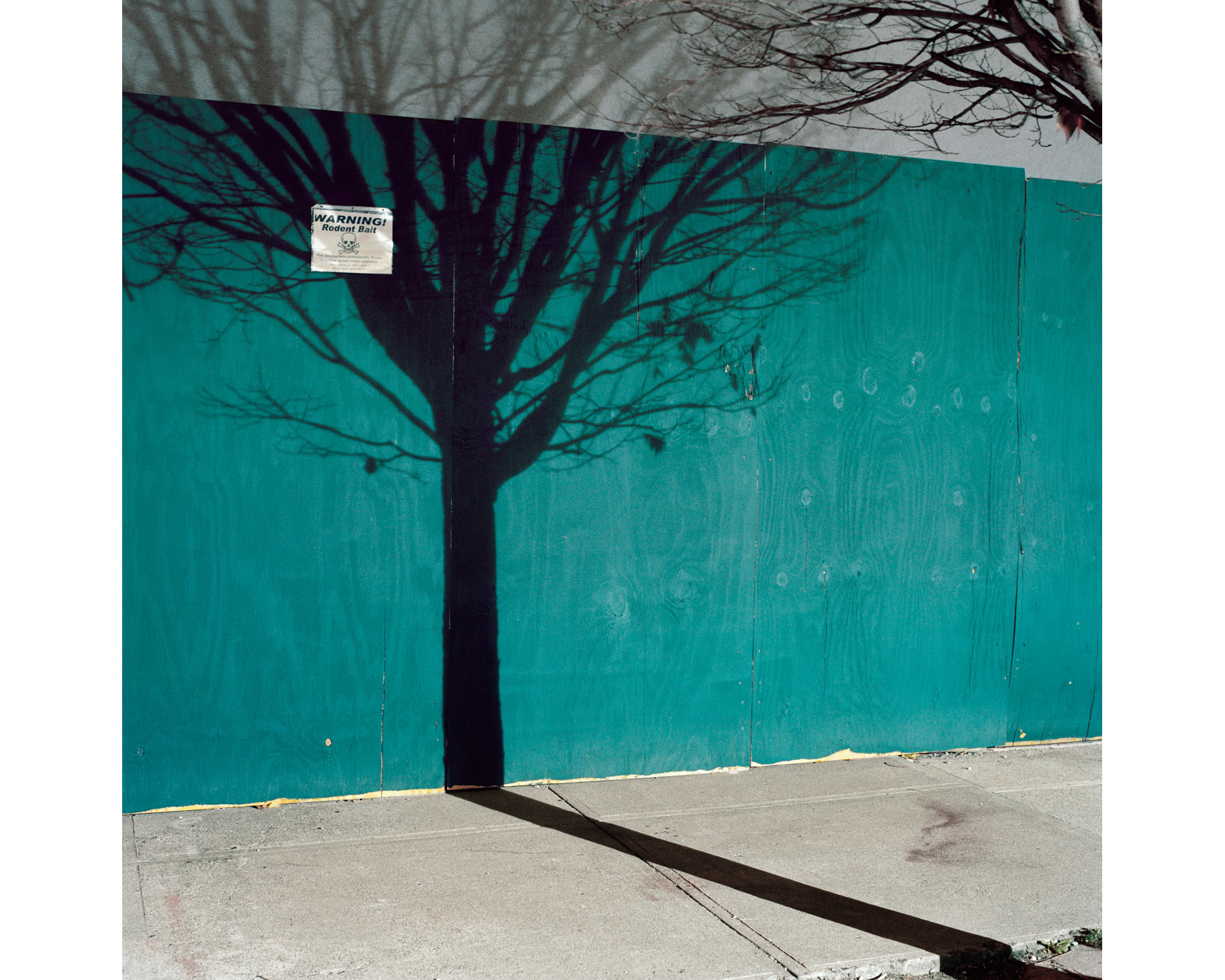 56_Miska_Draskoczy_Gowanus_Wild_tree_shadow_4x5.jpg