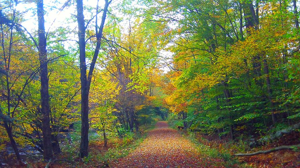 fall on the trail 3.jpg