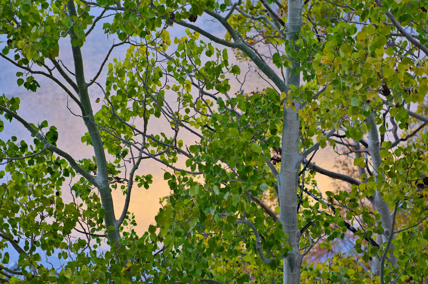South Lake Reflections