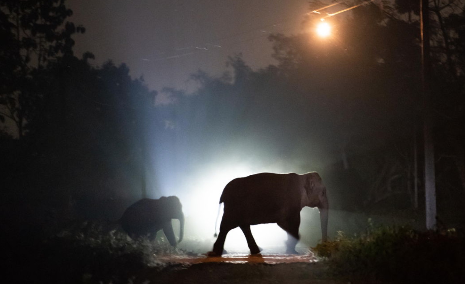 Assam elephants roam in search of food images - ABC