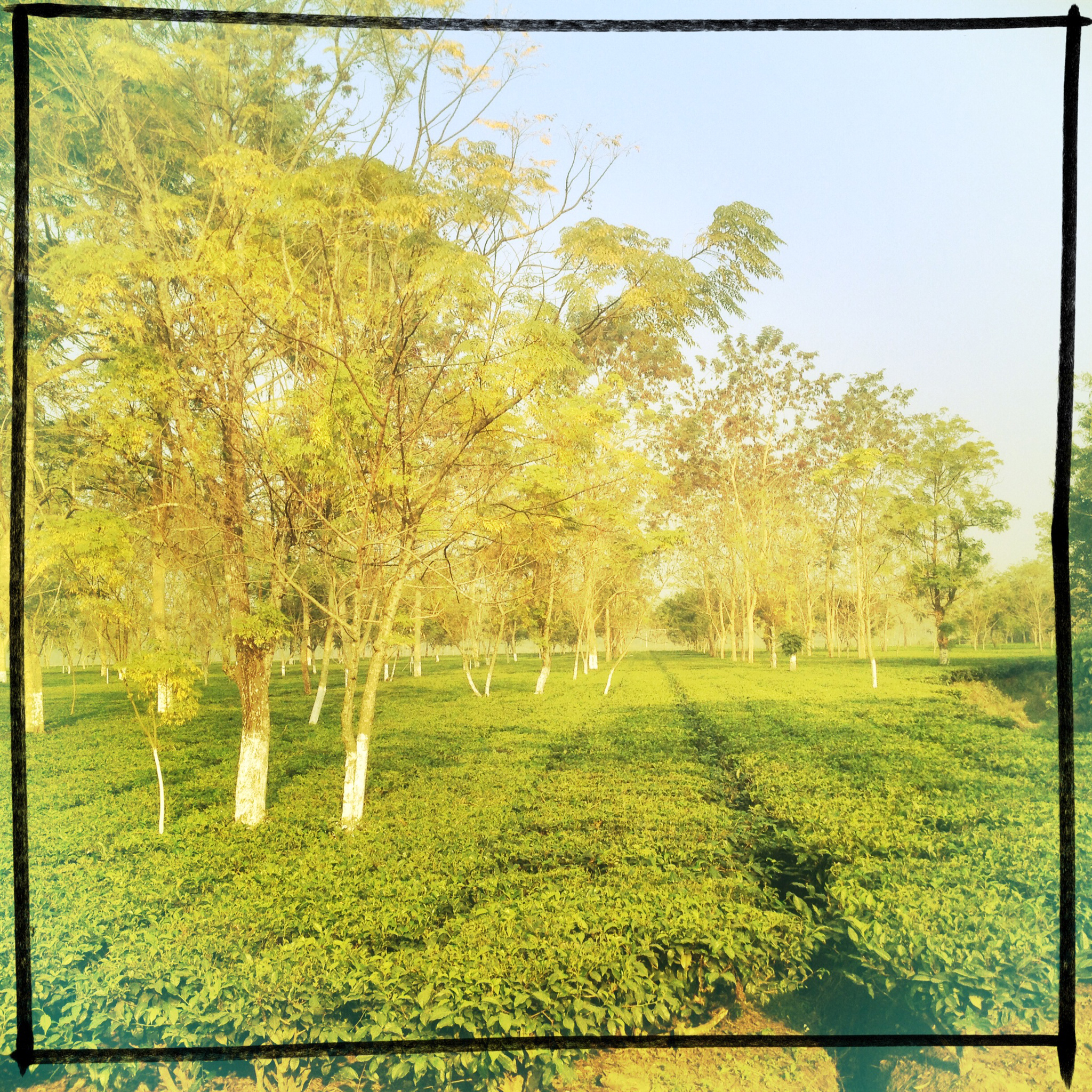 teagardens.jpg