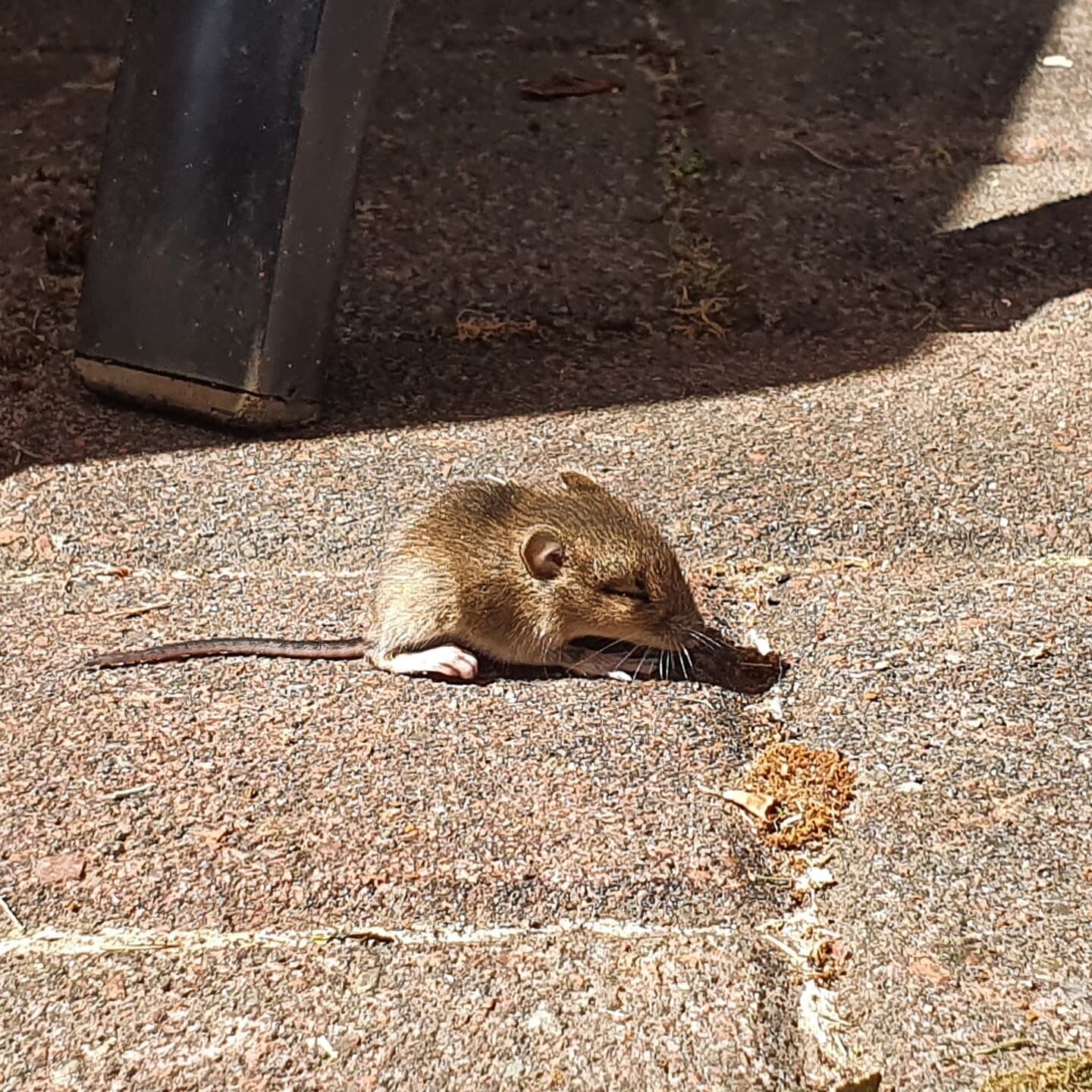 #vole the heat is making everyone stir crazy #nature #backgarden #wildlife #glasgow