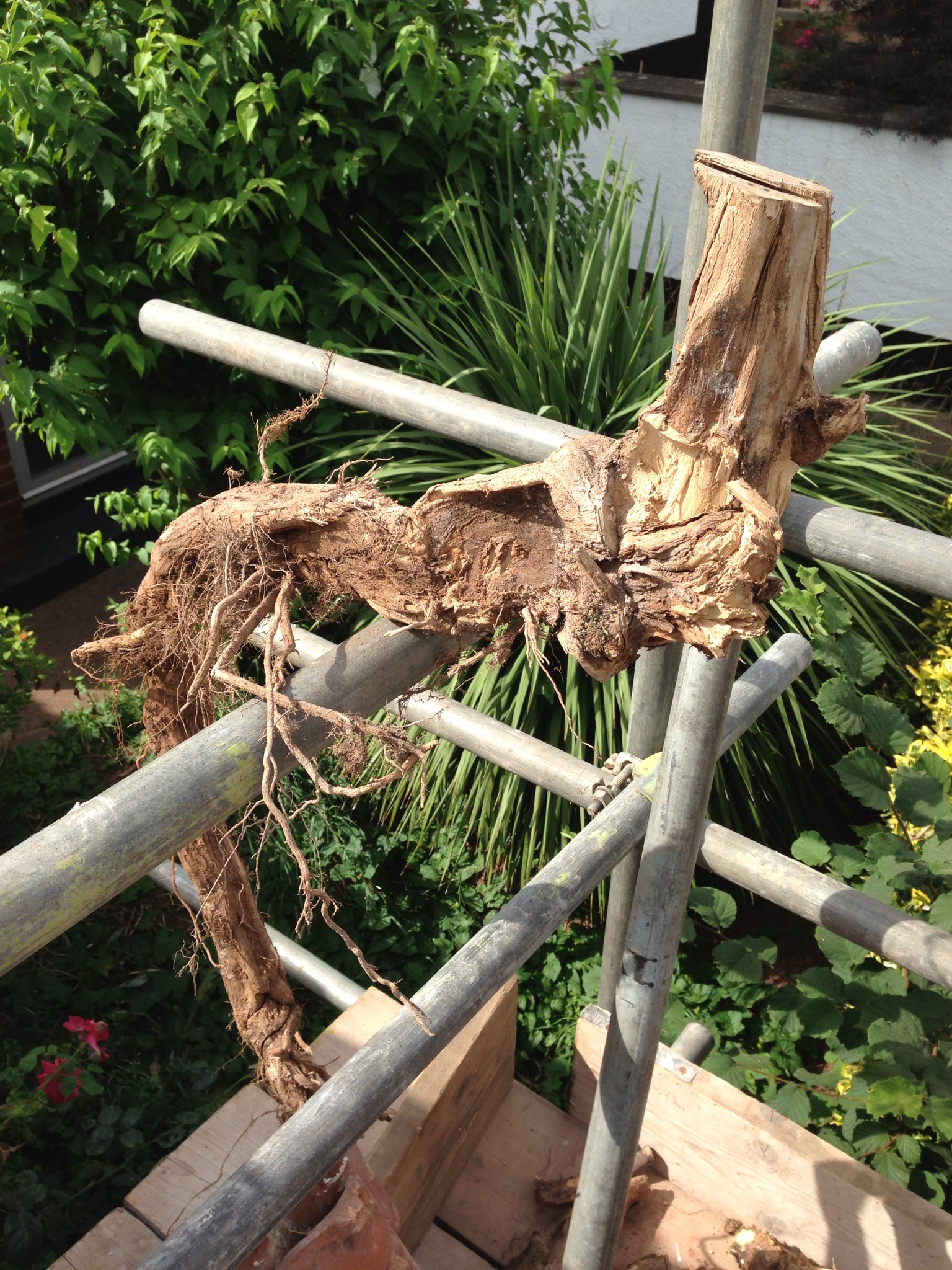 The Offending tree root.