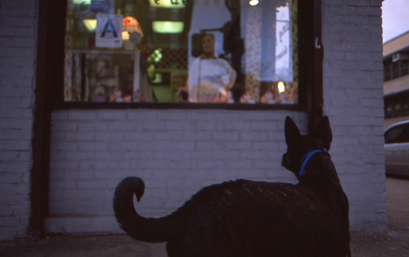 Dog-Window-new-york.jpg