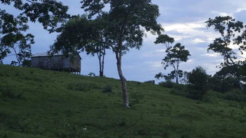 Bangkukuk, Nicarauga