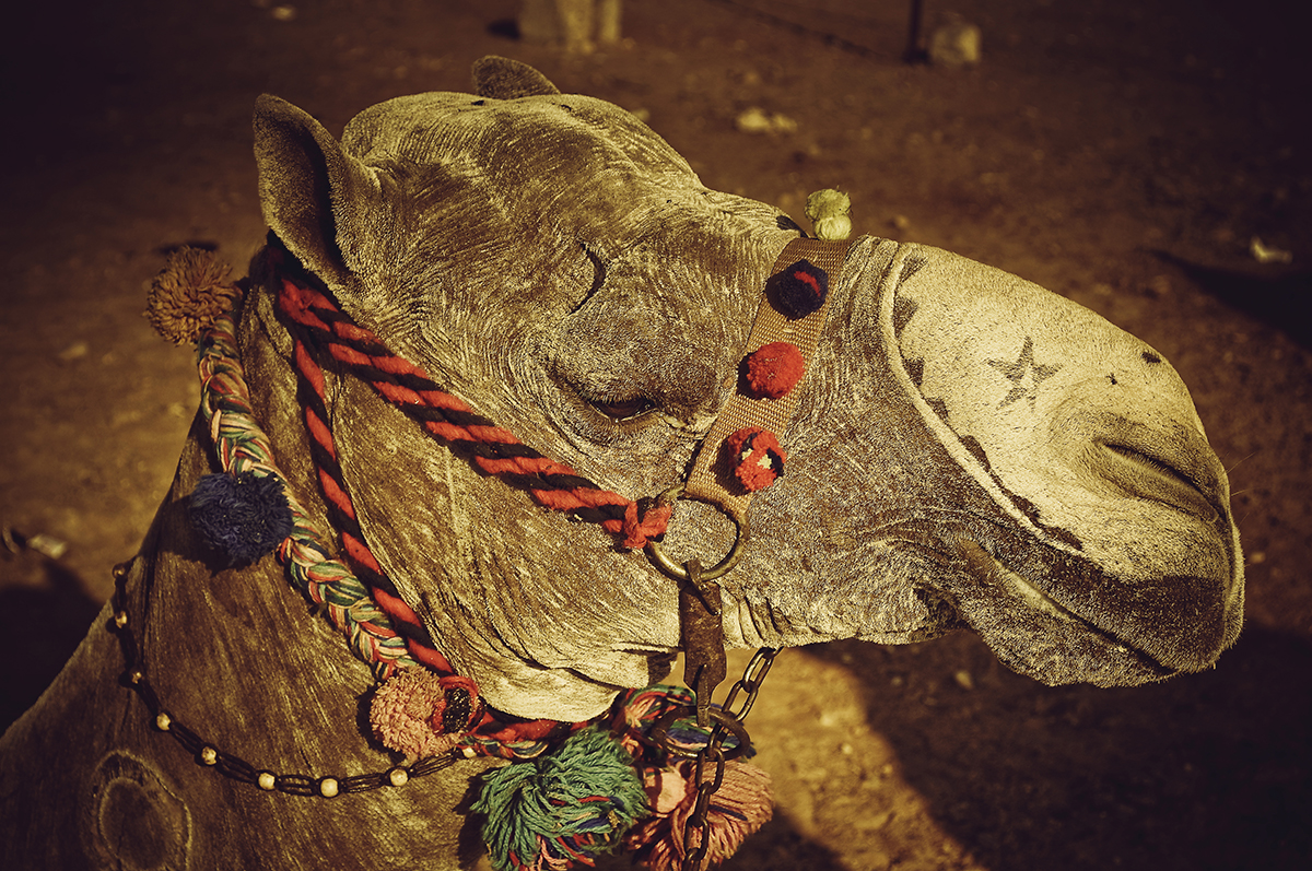 camel-nervegna.jpg