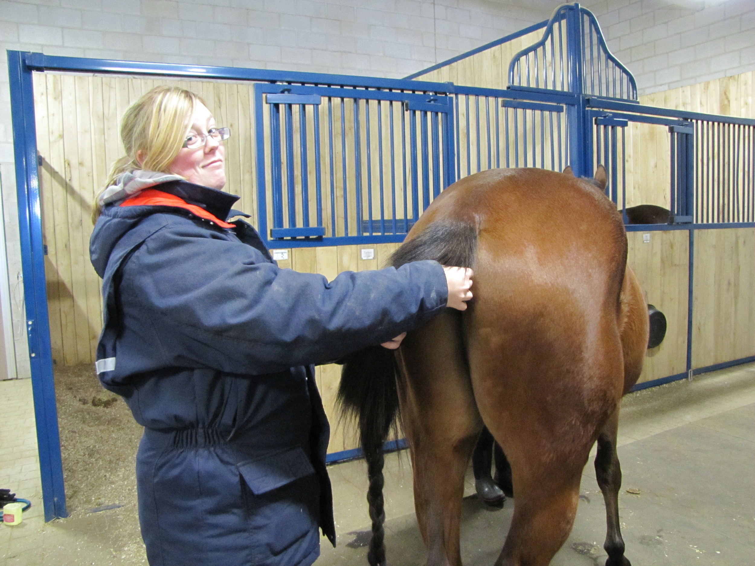 Rectal Temps as part of horse health check!