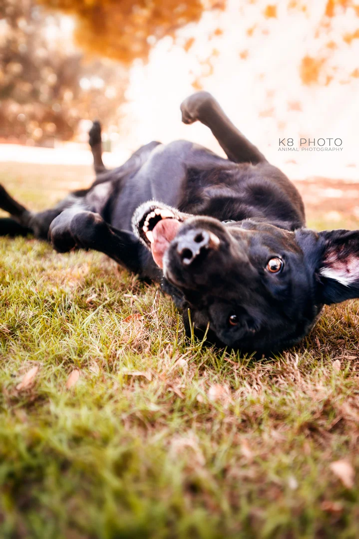 LOCATION PET PORTRAIT SESSIONS