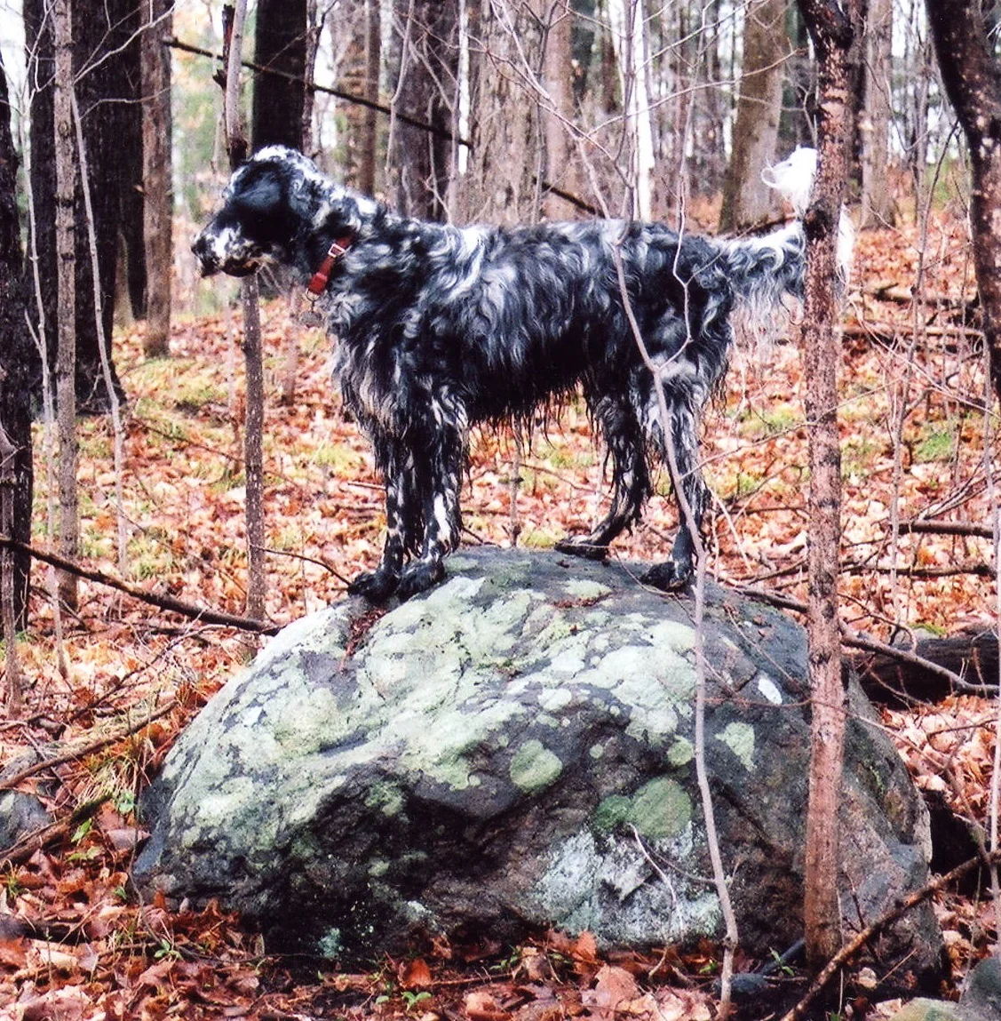 "Charlie" Our Llewellin Setter 1998-2010