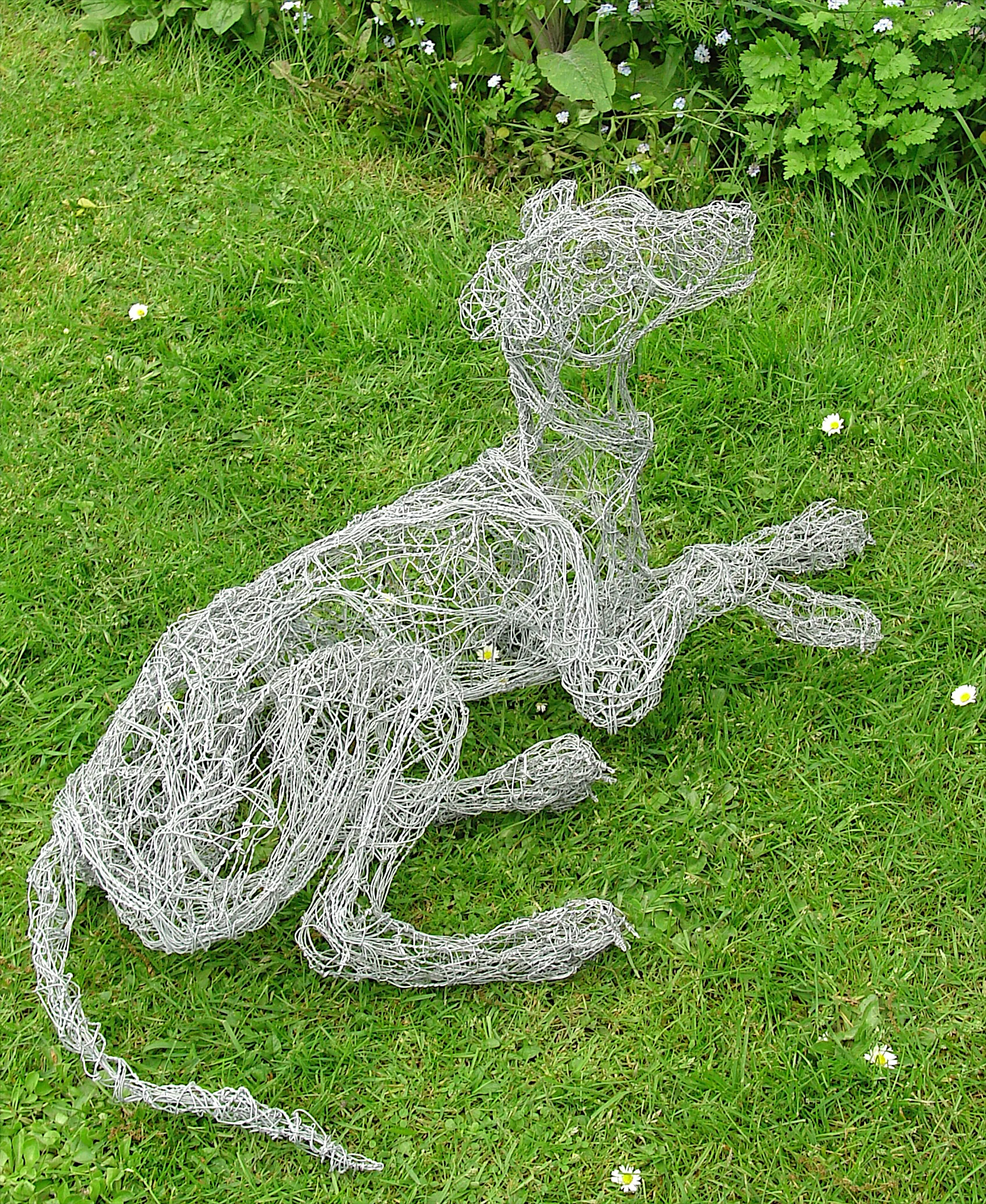 Lurcher puppy