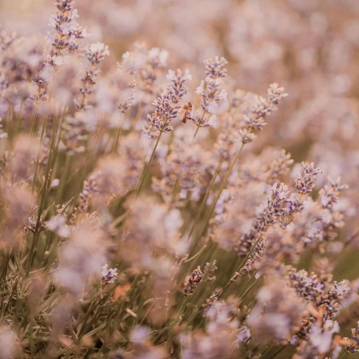 Noi di @bla_studio, in attesa della riapertura di primavera di @termedivulci, abbiamo tenuto i canali social e newsletter attivi e ampliato la base followers, coinvolgendo brand, influencer, nutrizionisti e insegnanti di yoga e mindfulness, per parla