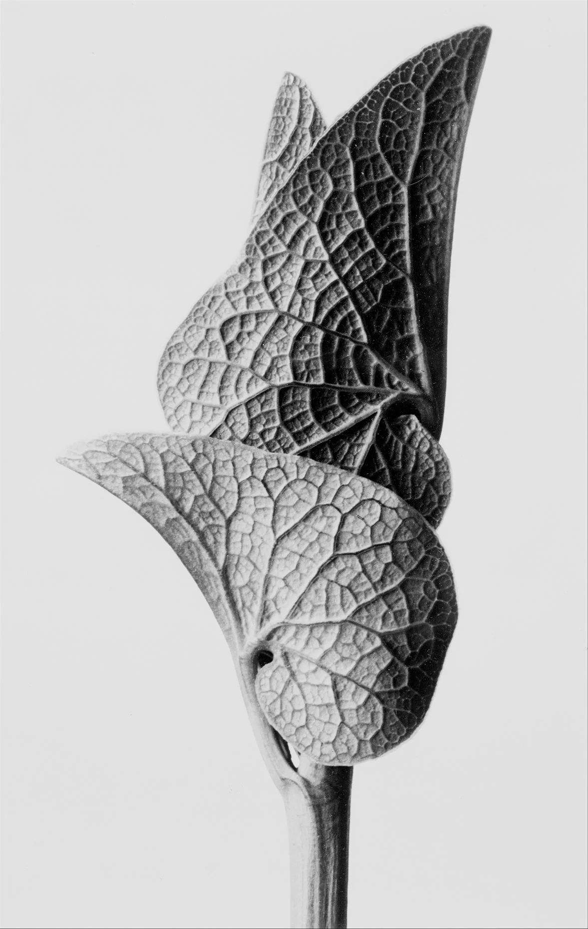Karl Blossfeldt Aristolochia.jpg