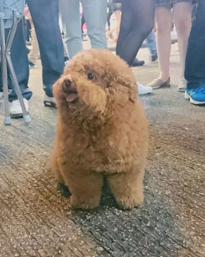 a floof