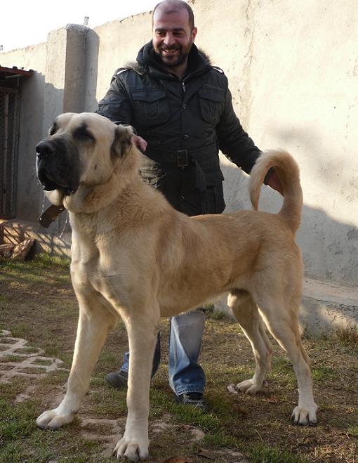 turkish boz shepherd