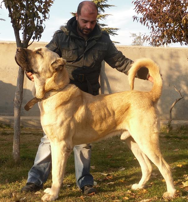 Male Turkish Boz Shepherds have a square profile and majestic appearance. Notice the balance of structure, size, power, and athleticism.