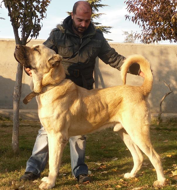 Breed Standard — Boz Shepherd Dog 