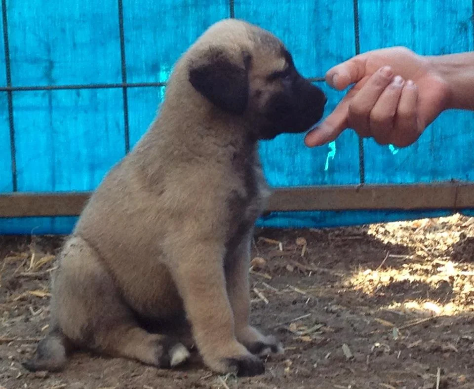 The Turkish Boz Shepherd is very intelligent and house-trains quickly. As with all puppies, consistency is key. Puppies should be fed a large breed puppy dry dog food such as Eukenuba or Nutromax.