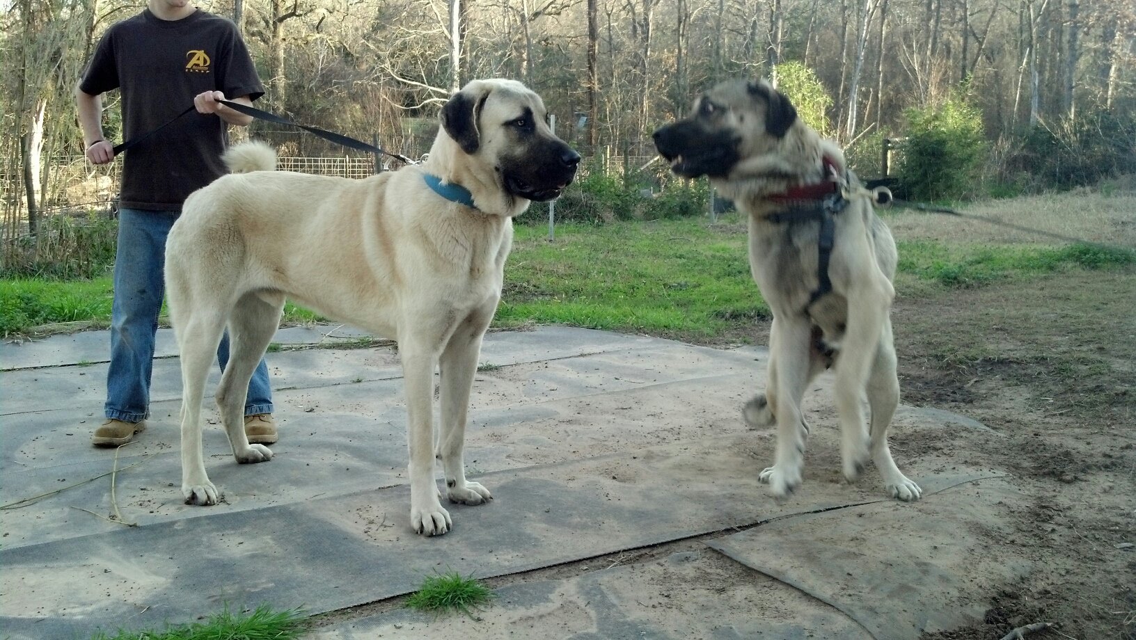Boz Shepherd Turkish Boz Shepherd Working Family Protection Dogs