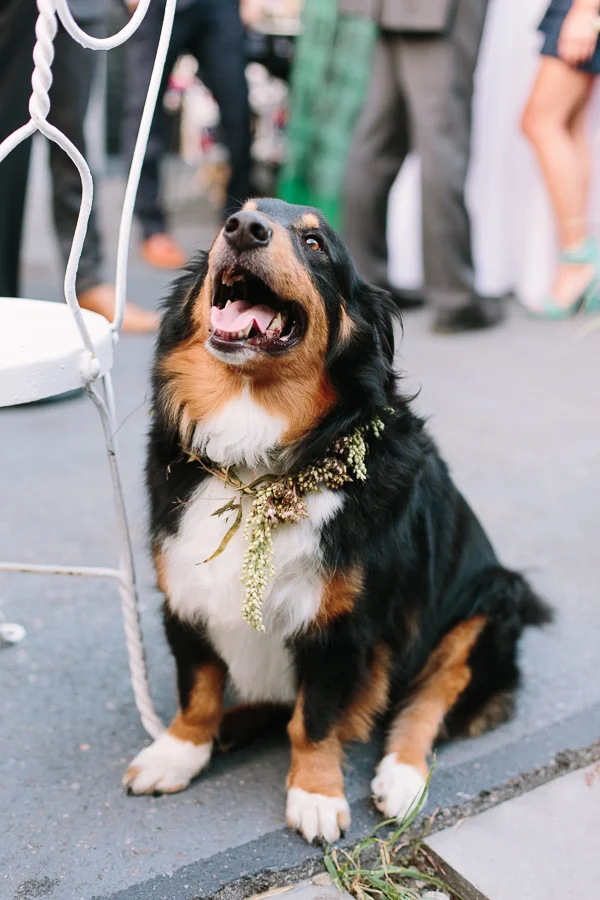 dog wedding attire