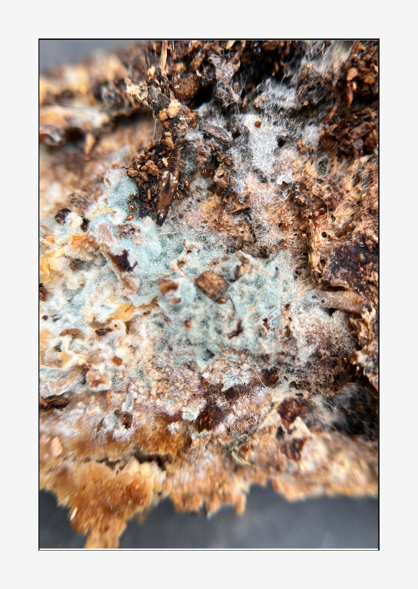 close-up detail of decomposition