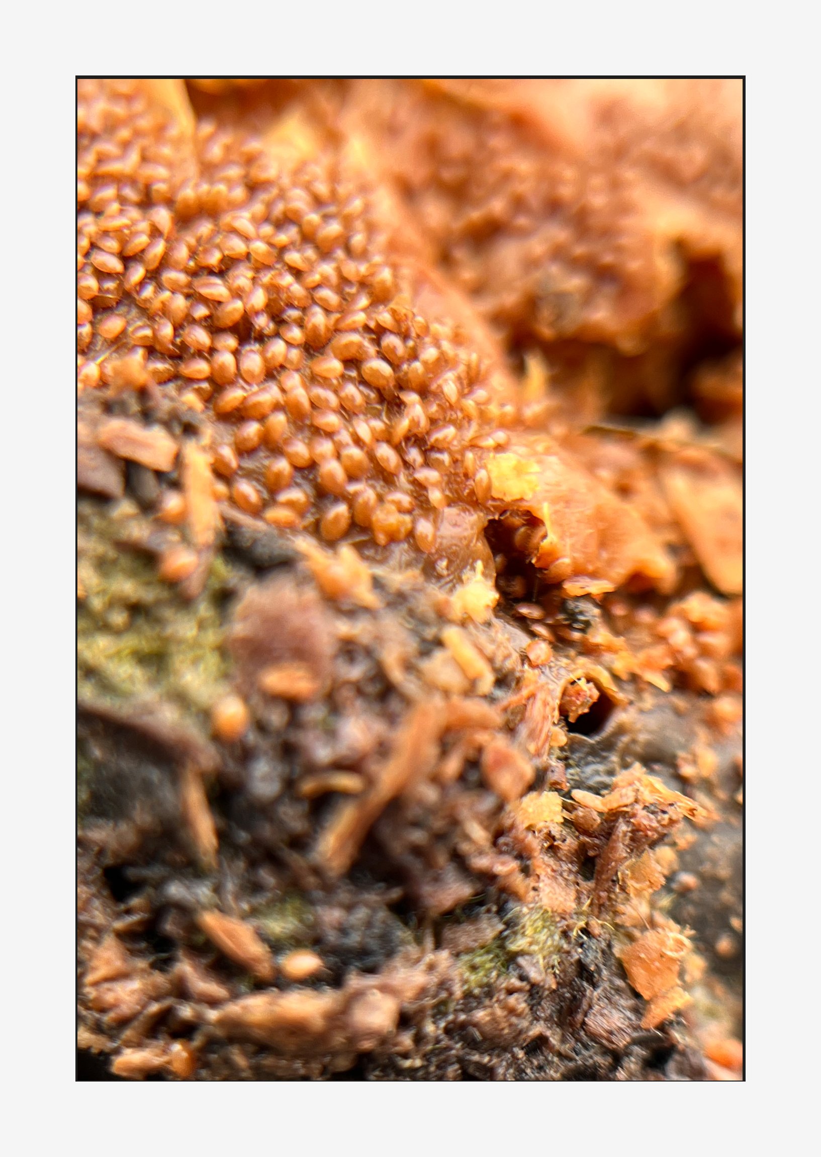 close-up detail of decomposition