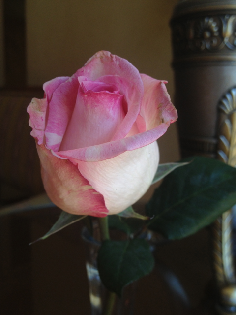 rose.png