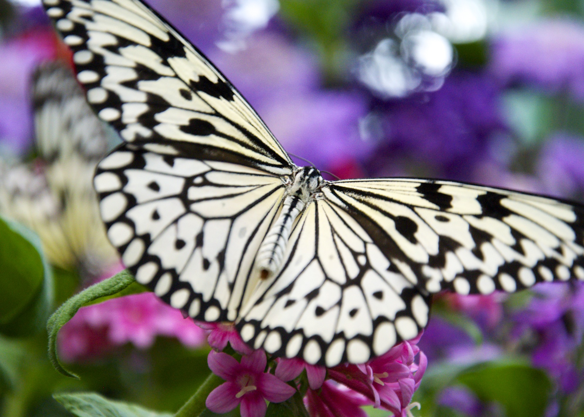 Butterflies — James Casalino