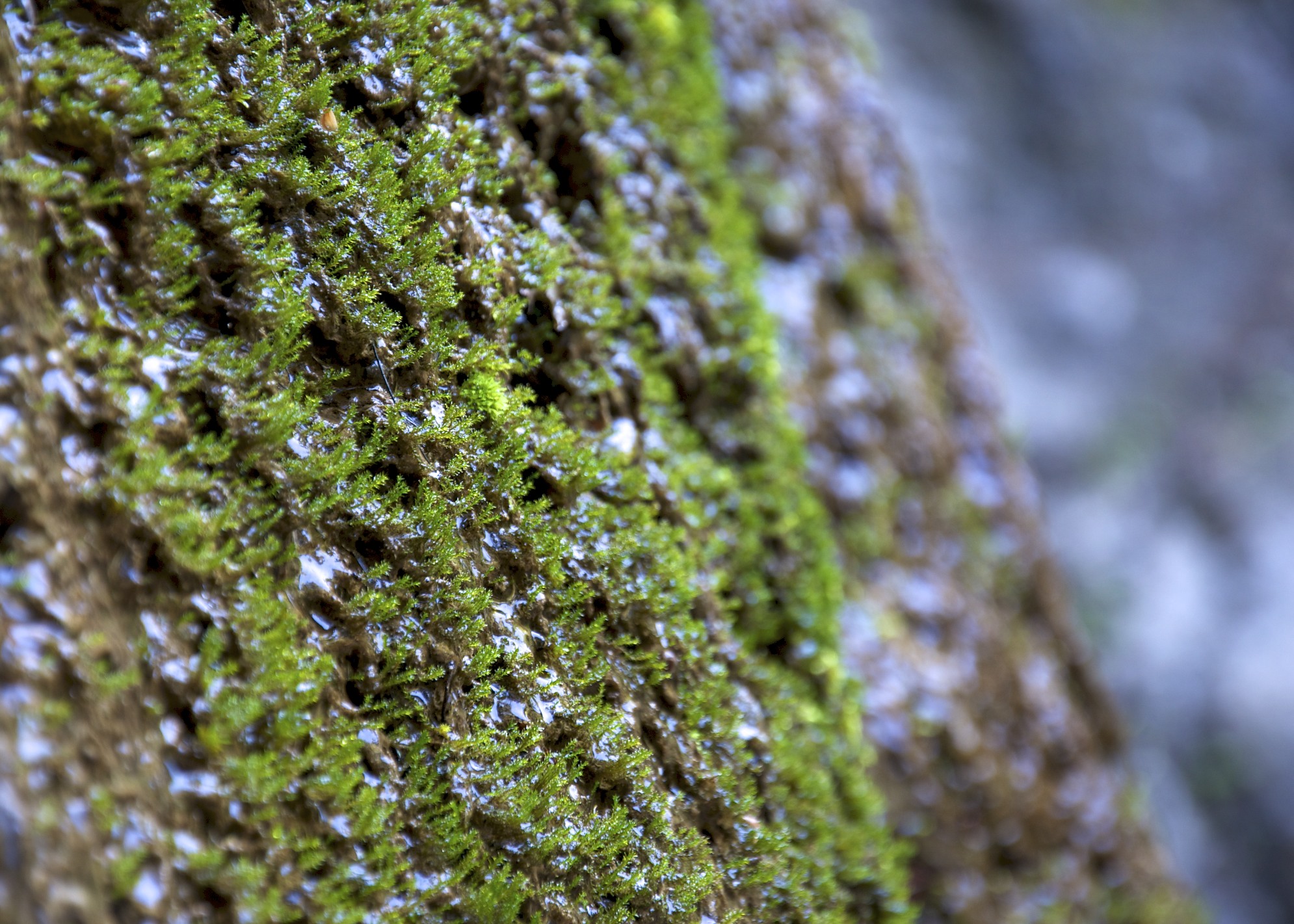 _DSC0989 - Version 2.jpg