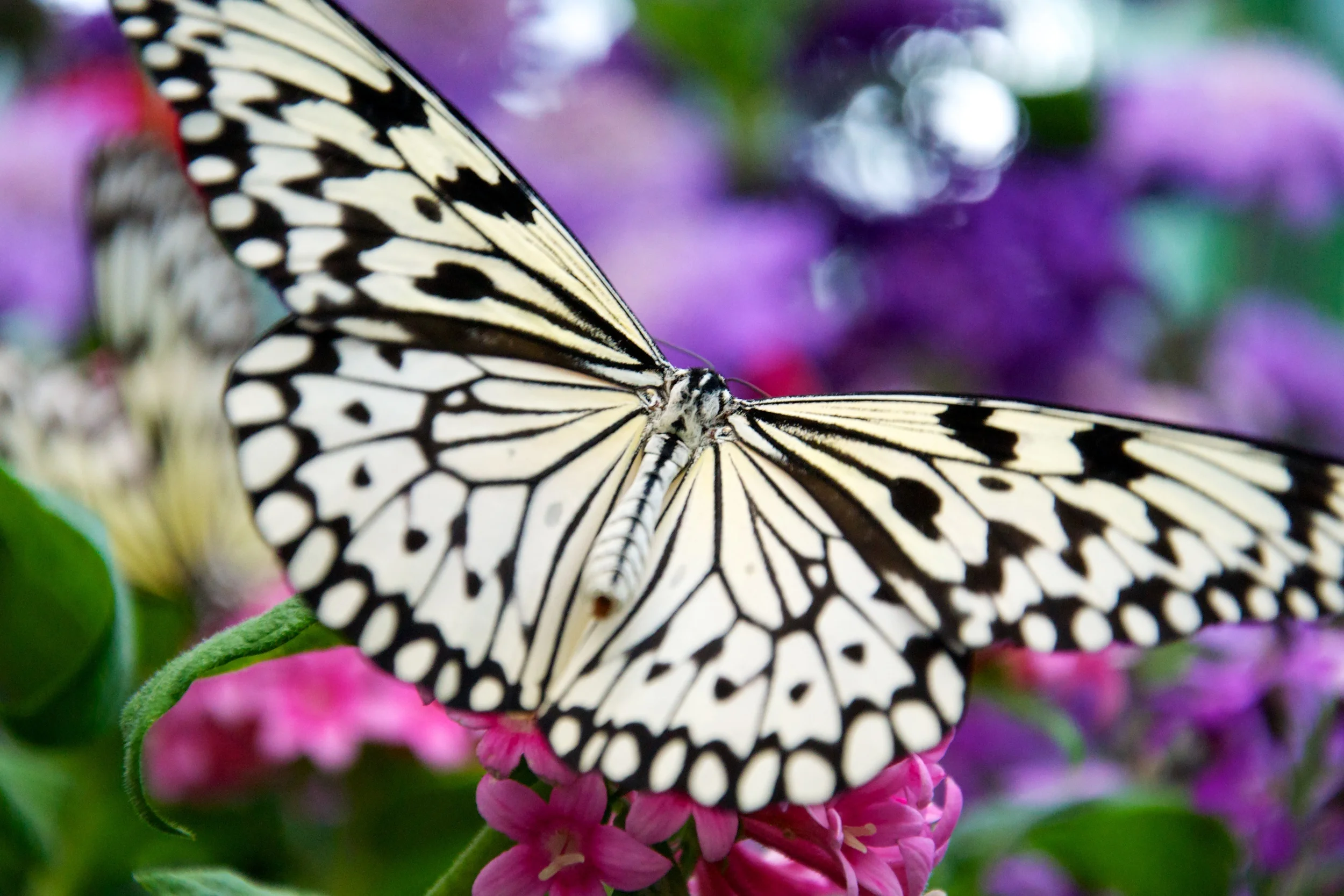 Butterfly Flight.jpg