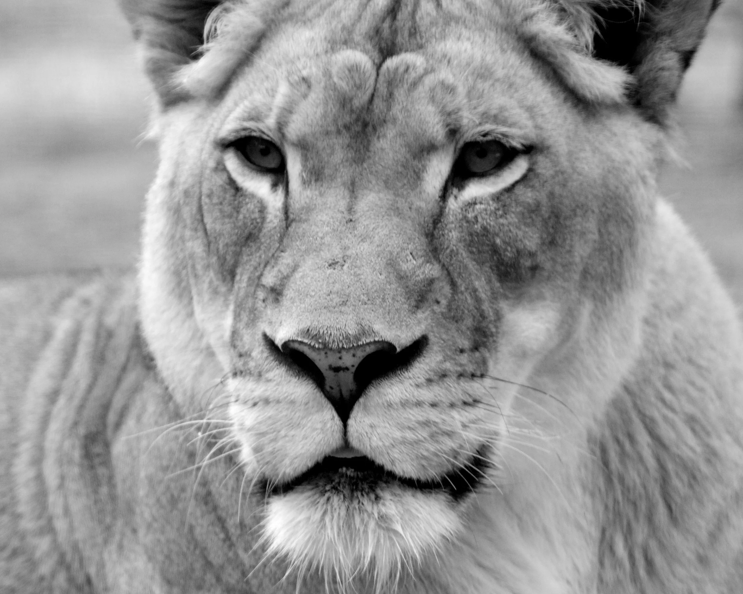 Lioness Stare.jpg