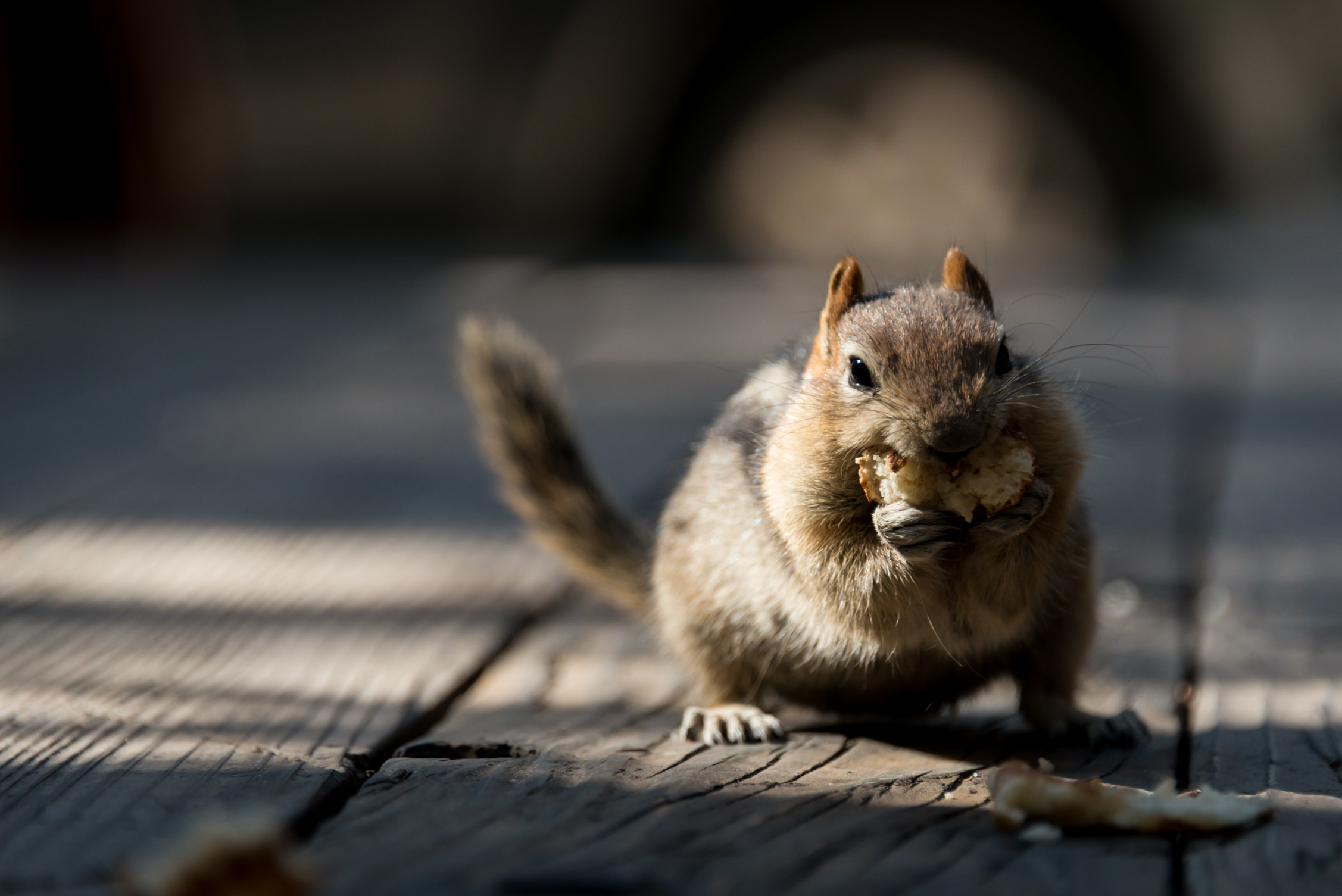 Hungry Squirrel