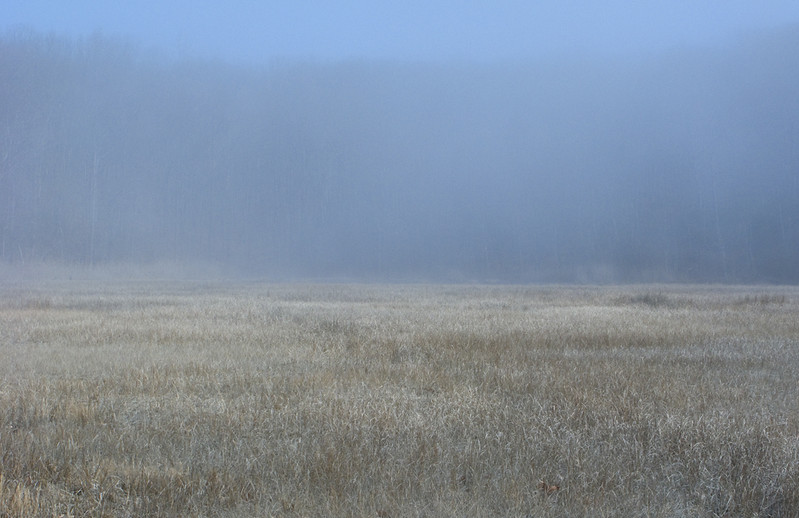 Morning Fog