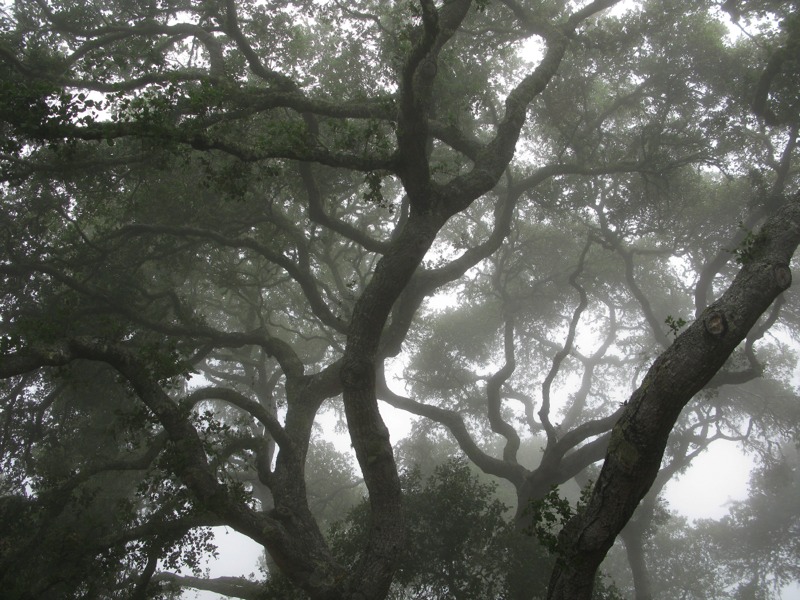 Trees in Fog