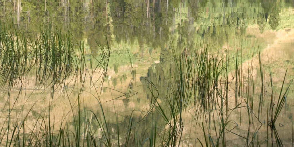 Japanese Grasses - Reflection I