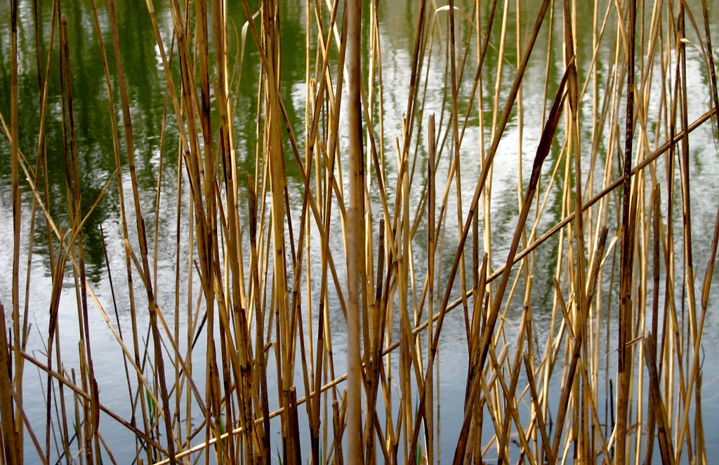 Reeds