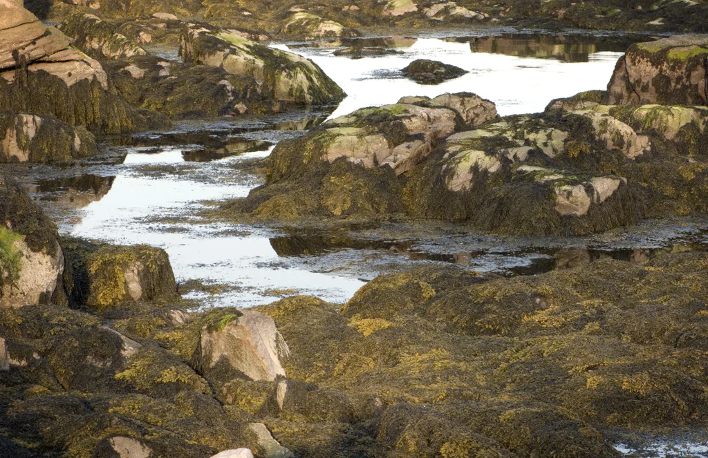 Tidepools