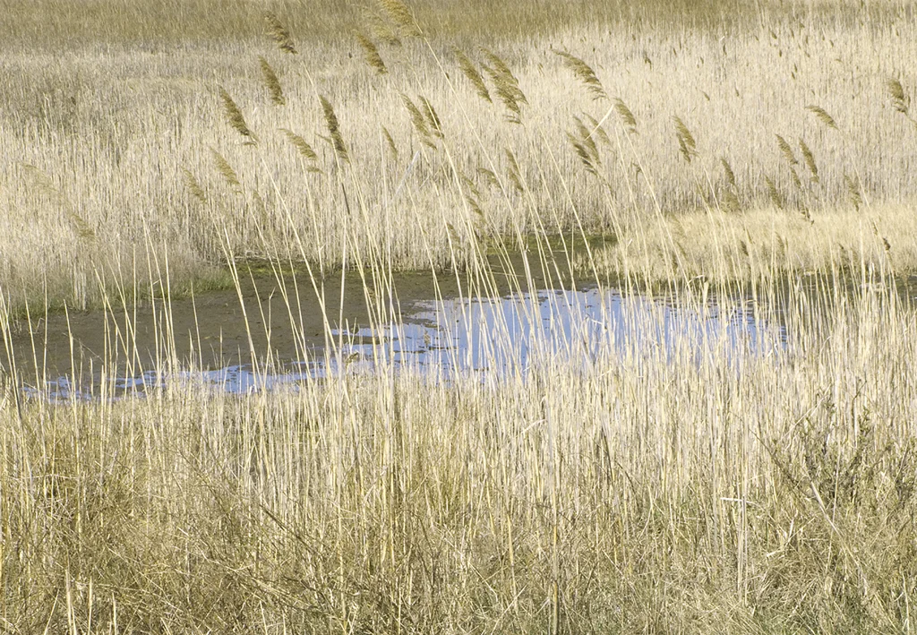 Pale Reeds