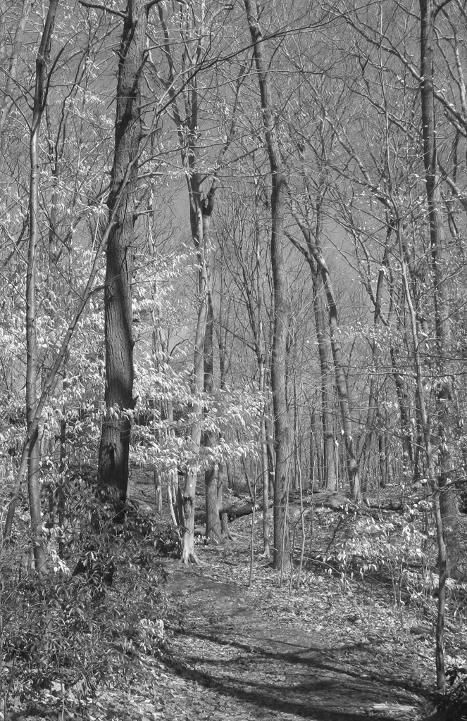Spring in the Quarry