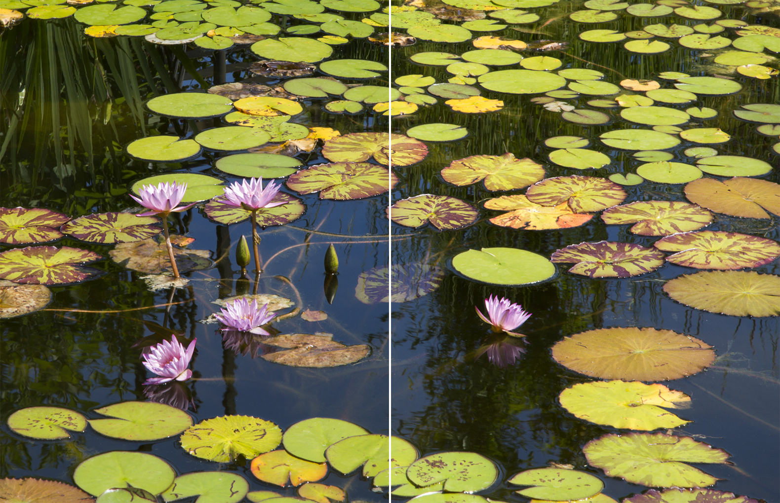 WATER STAR (I and II) (2 panels each 22"X17"