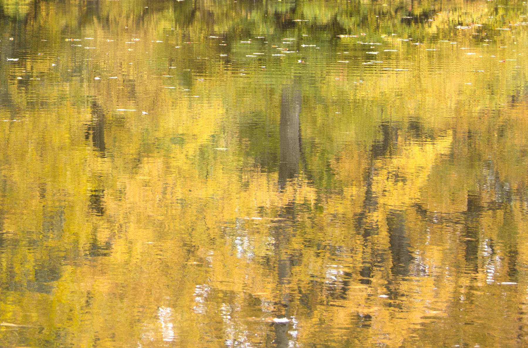 Autumn Gold