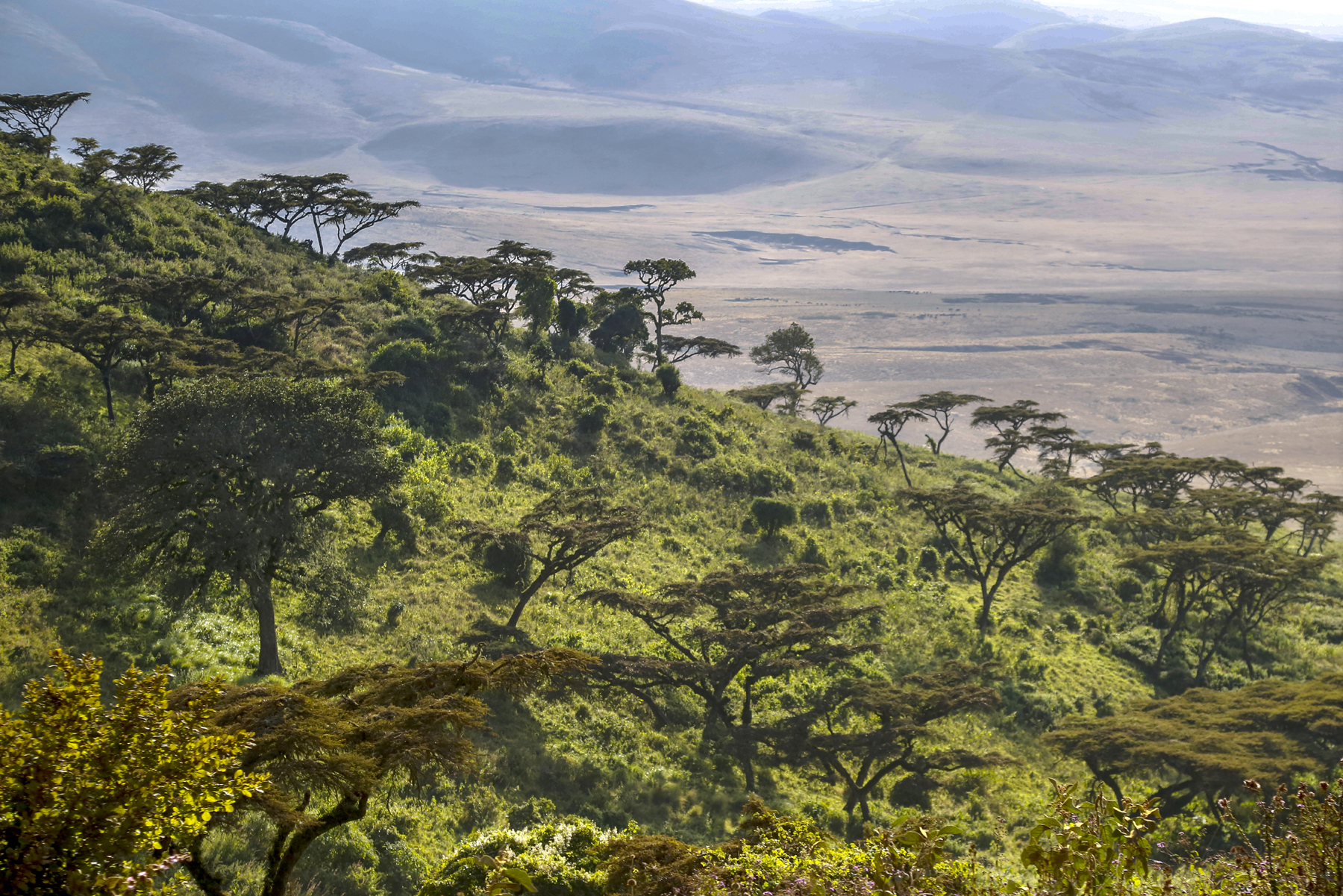 Ngorogoro Crater