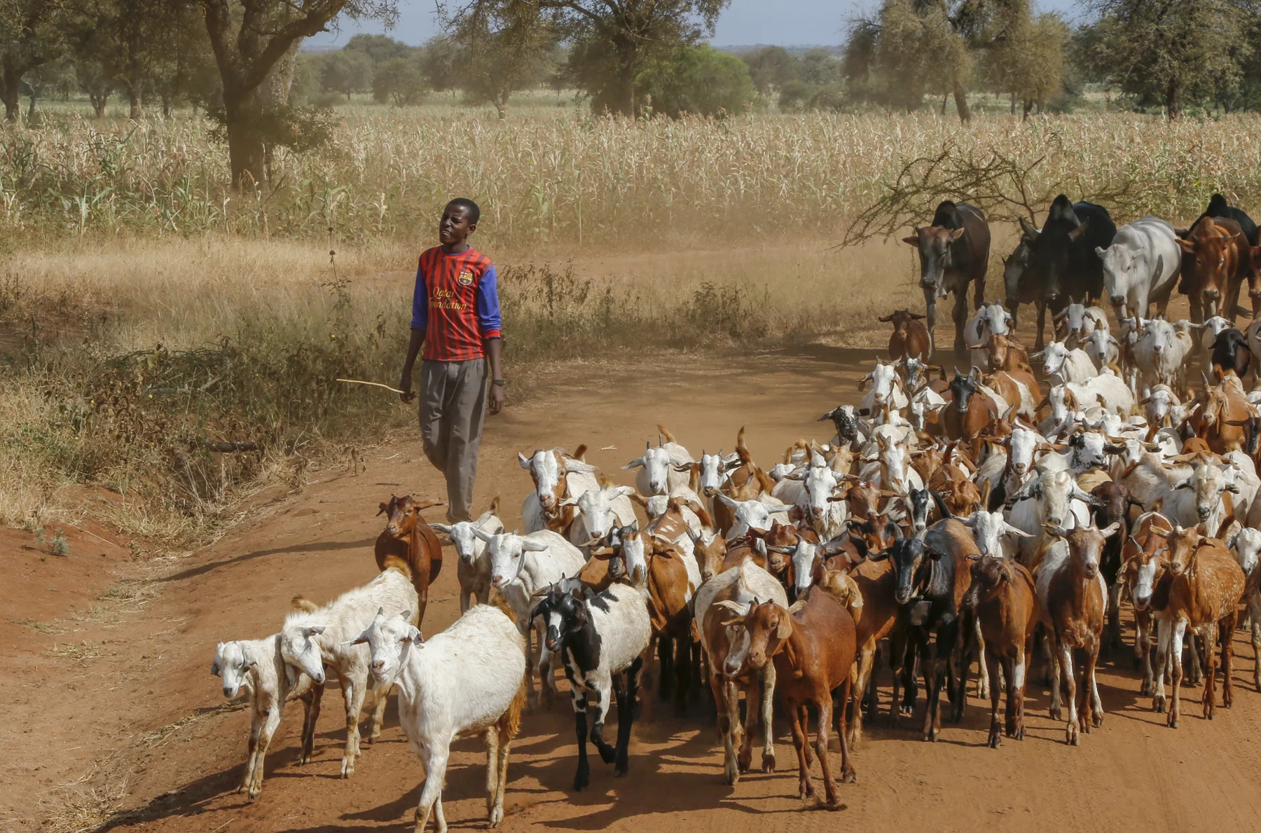 Goatherd