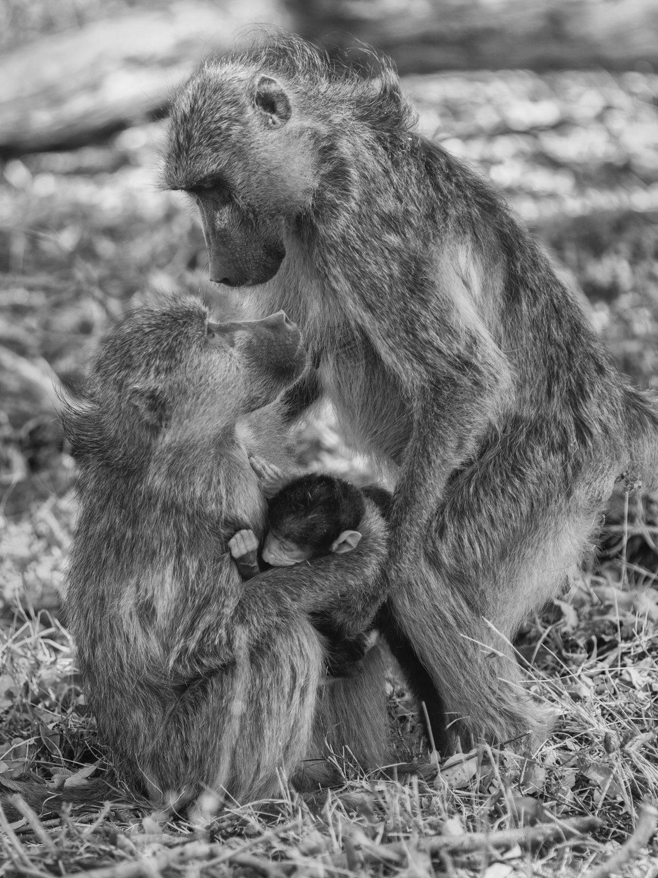 Baboon Family