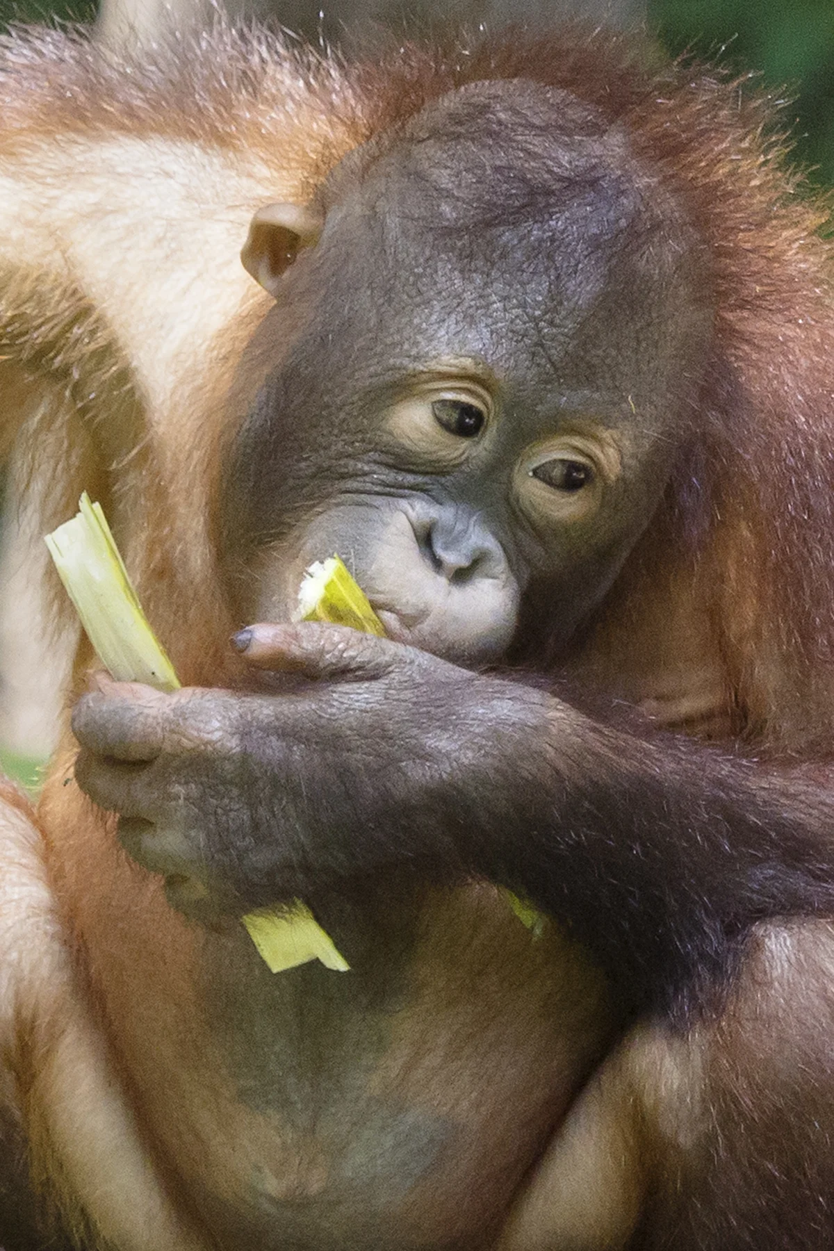 Orangutan Orphan