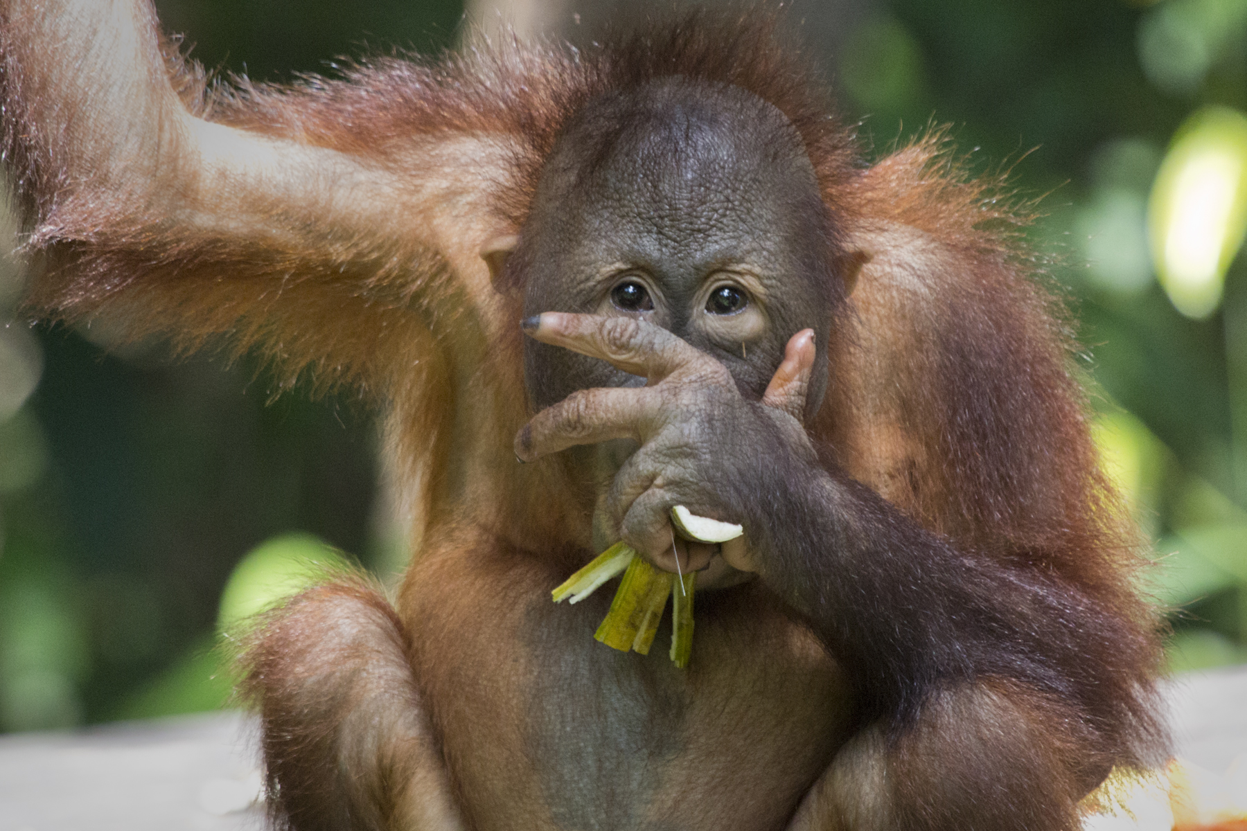 Orangutan II