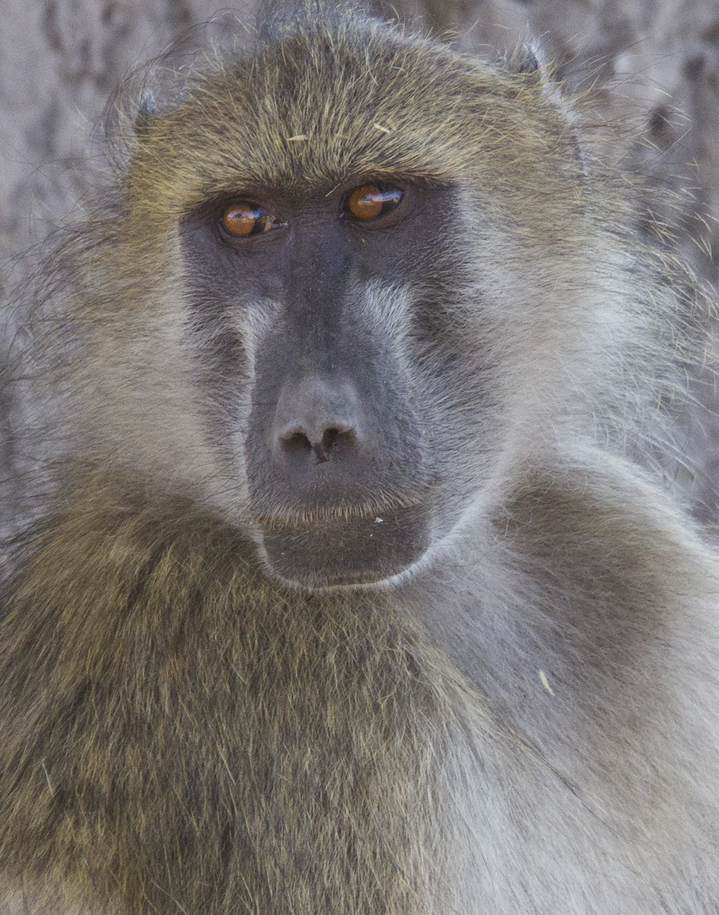 Baboon