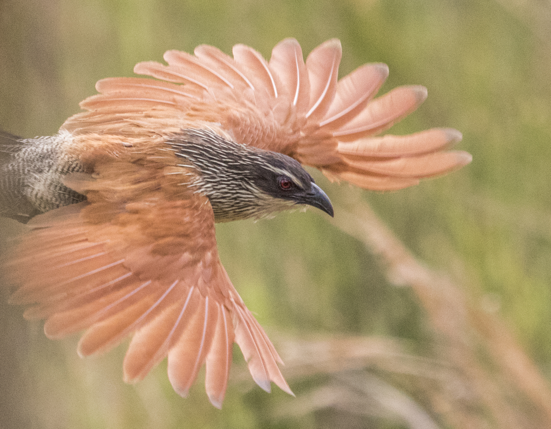 Coucal