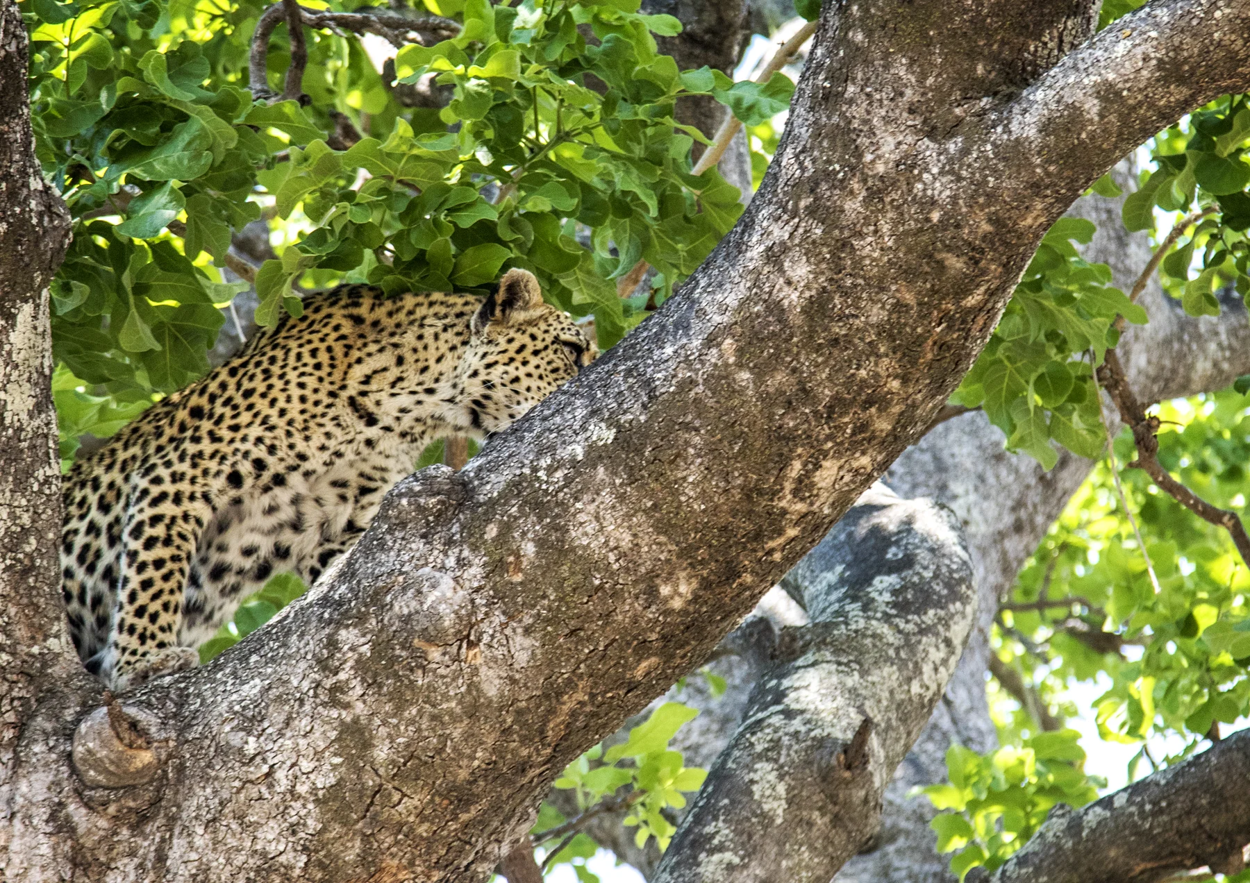 The Leopard