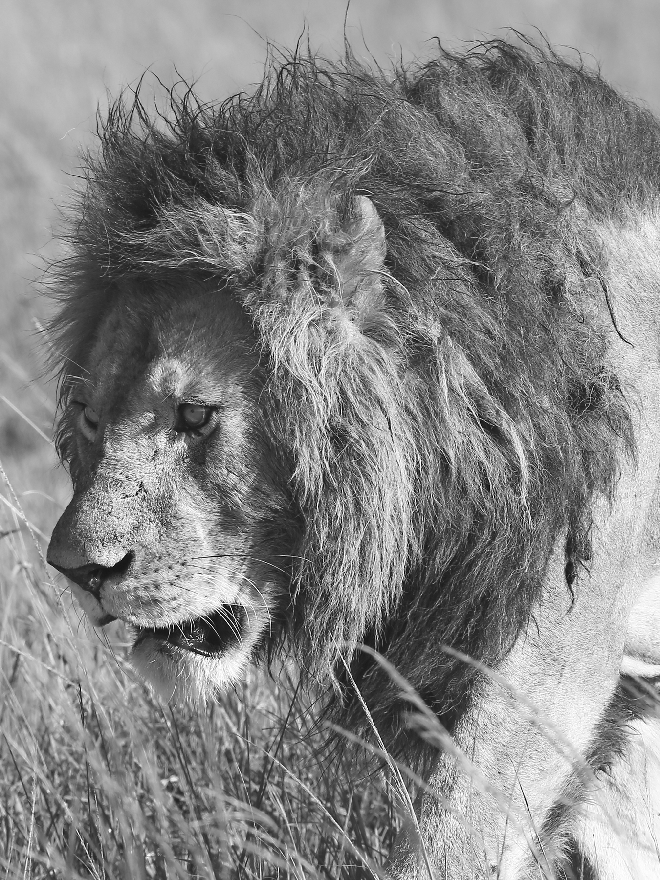 The KIng