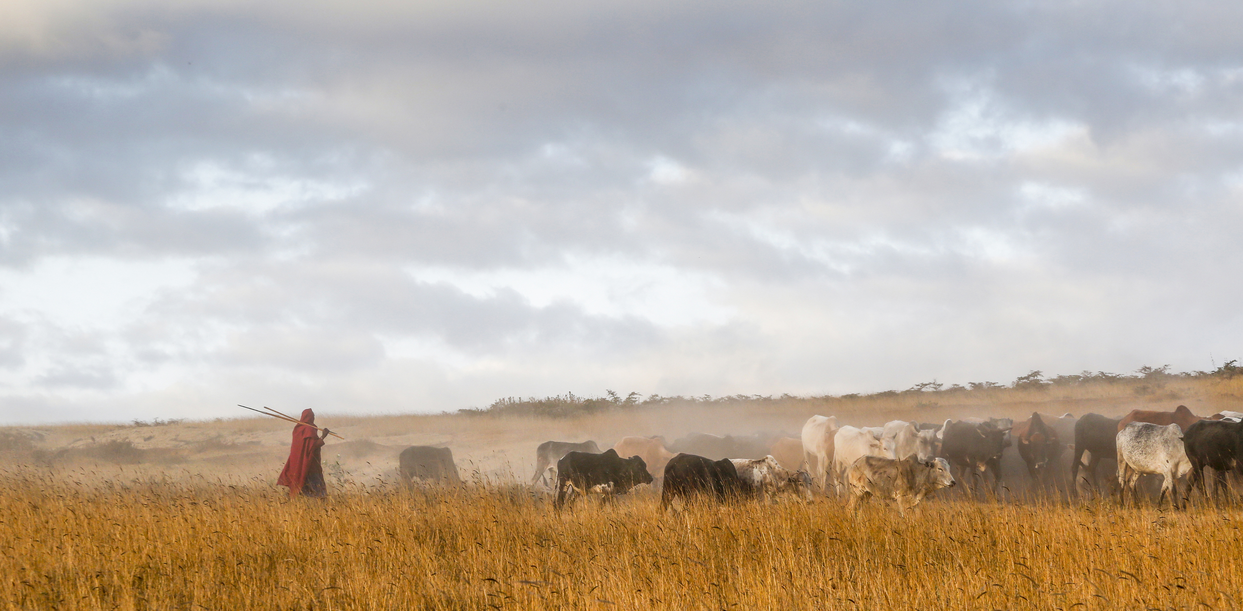 Masai Herder in the Mist